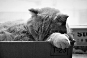 cat litter box