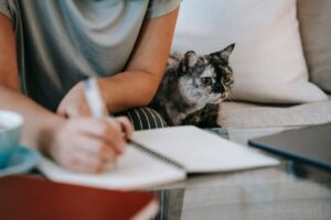 busy home cat