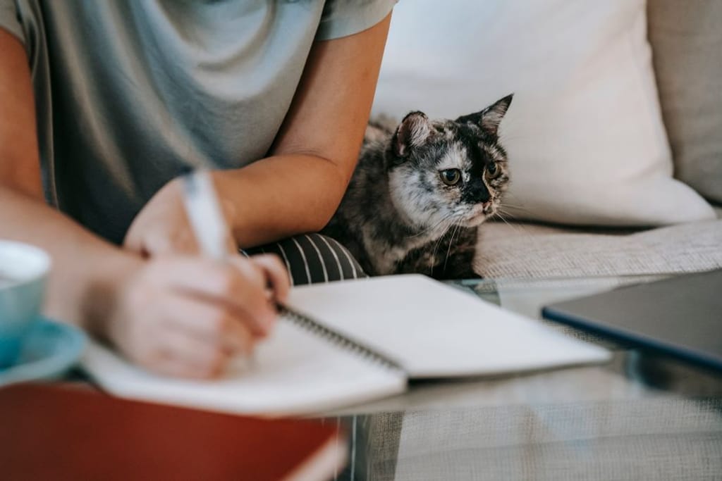 busy home cat
